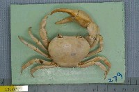 藏品(邱氏澤蟹)的圖片